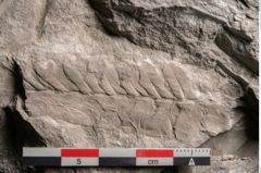 Foto (Detailansicht) von Dictyopteris brongniarti Gutb. (NHMW-GEO-2024-0188-10776)